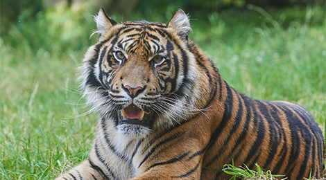 Sankha, our Sumatran tiger