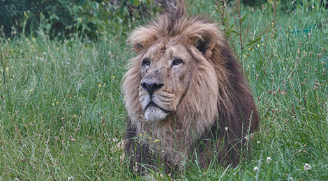 Asiatic lion