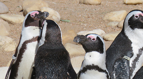 Feeding Cape Penguins