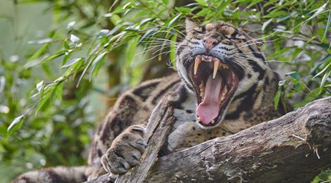 Clouded leopard