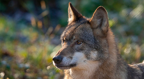 Educational animation of Canadian wolves
