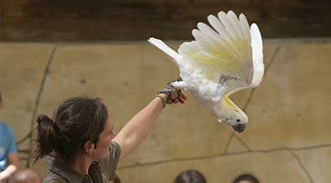 Parrot Show