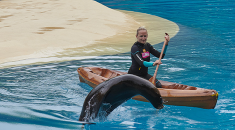 Sea Lion show