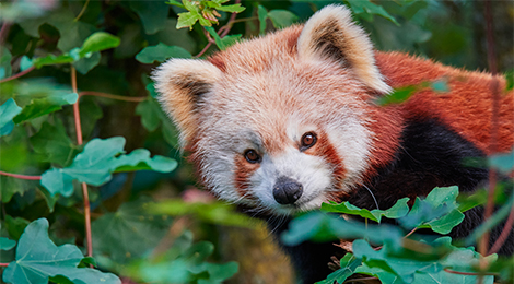 Educational animation of red pandas