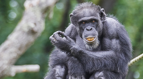 Educational animation of chimpanzees