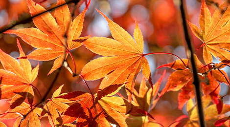 Japanese maple.
