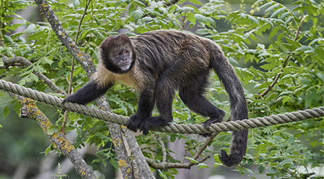 Golden-bellied capuchin