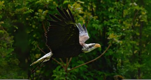 Yukon, our bald eagle
