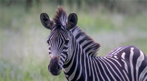 Zebra of Grevy