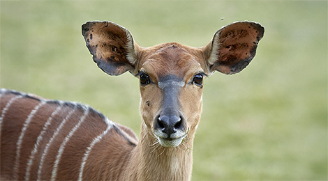 Nyala