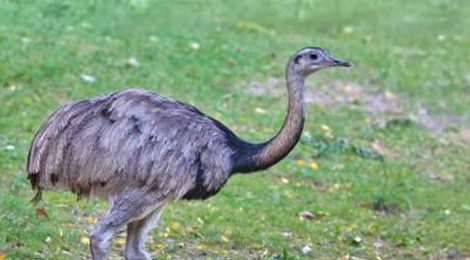 Rhea