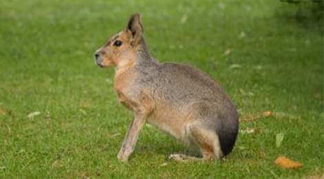 Mara