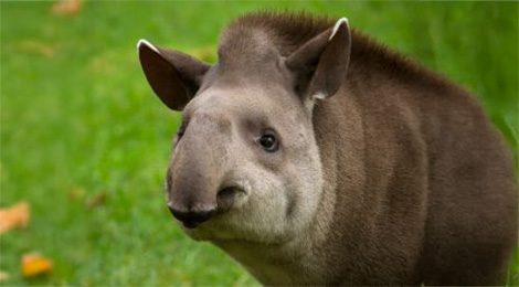 Tapir