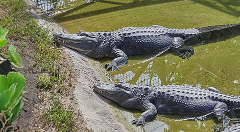 Alligators Park