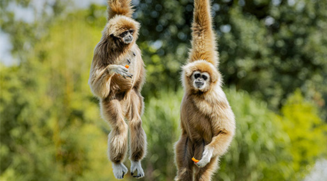 Lar gibbon