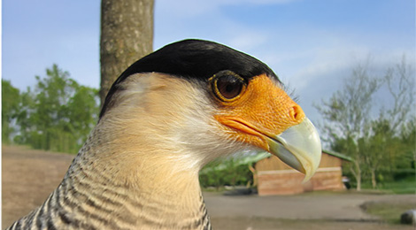 Crested caracara