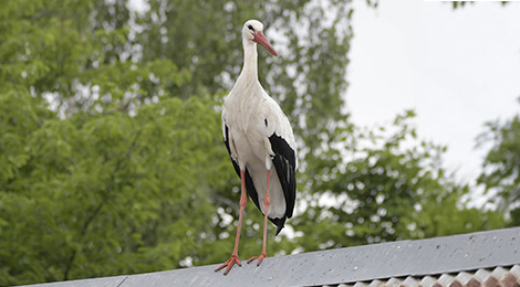 White stork