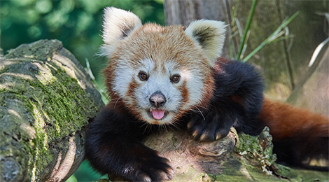 Red panda