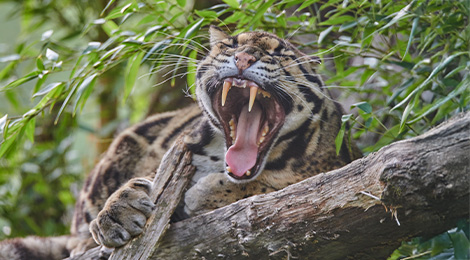Clouded leopard