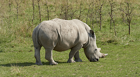 White rhinoceros