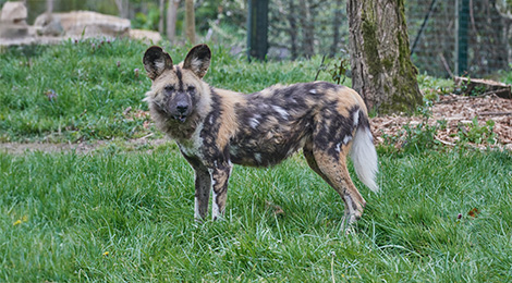 African wild dog
