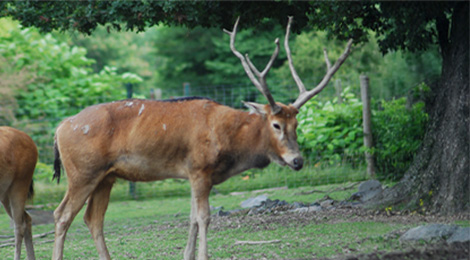 Father David's Deer