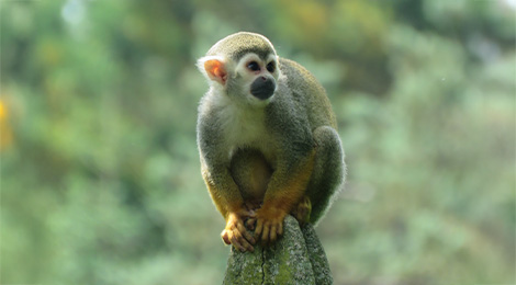Squirrel monkey