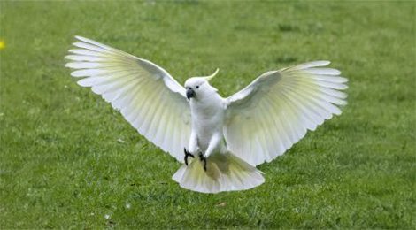 Sulphur-crested cockatoo