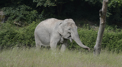 Asian elephant