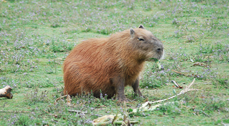 Capybara
