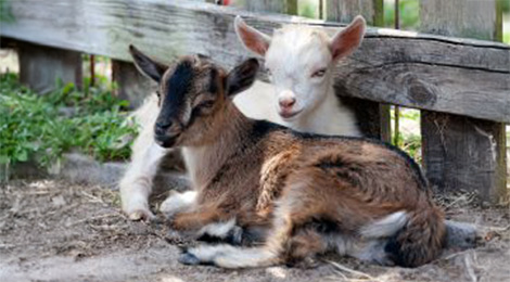 Dwarf goat