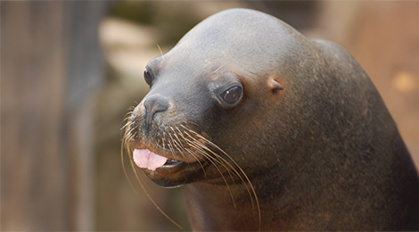 South American sea lion