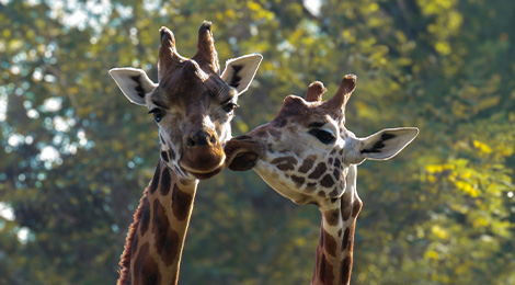 Giraffe