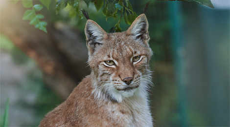 Eurasian lynx