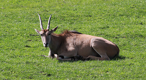 Cape Eland