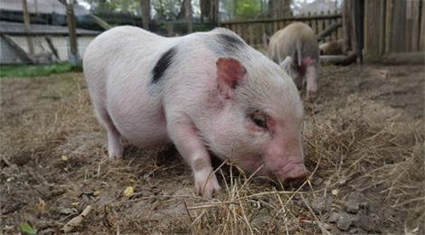 Miniature pig from Göttingen