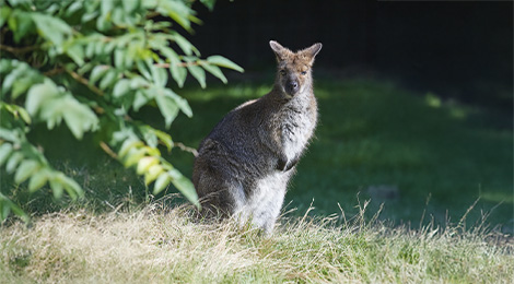 Bennett's wallaby