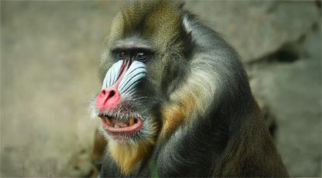 Mandrill