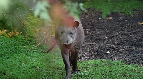 Djaïa, our Lowland tapir