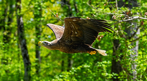 White-tailed eagle