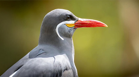 Inca tern