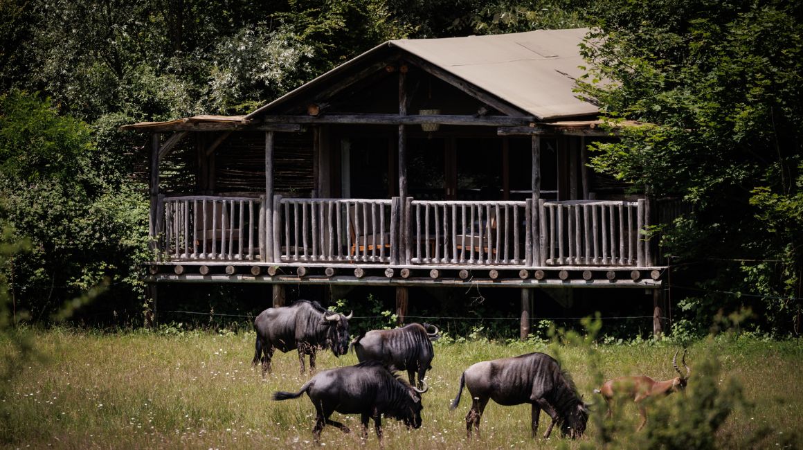 Savannah lodges perched among the vegetation