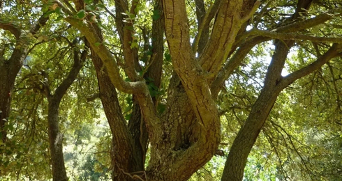 Holm Oak