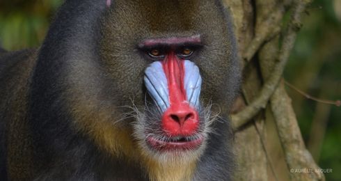 Obi, our mandrill