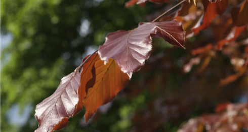 Beech copper