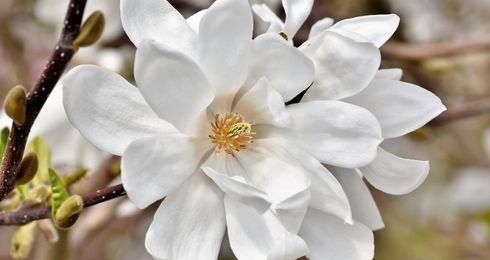 Southern magnolia