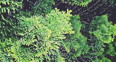 Lawson's cypress