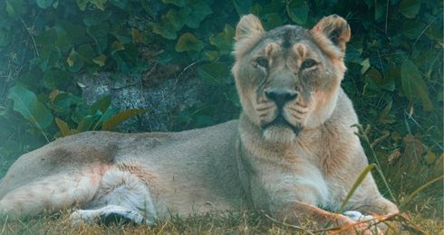 Asiatic lion