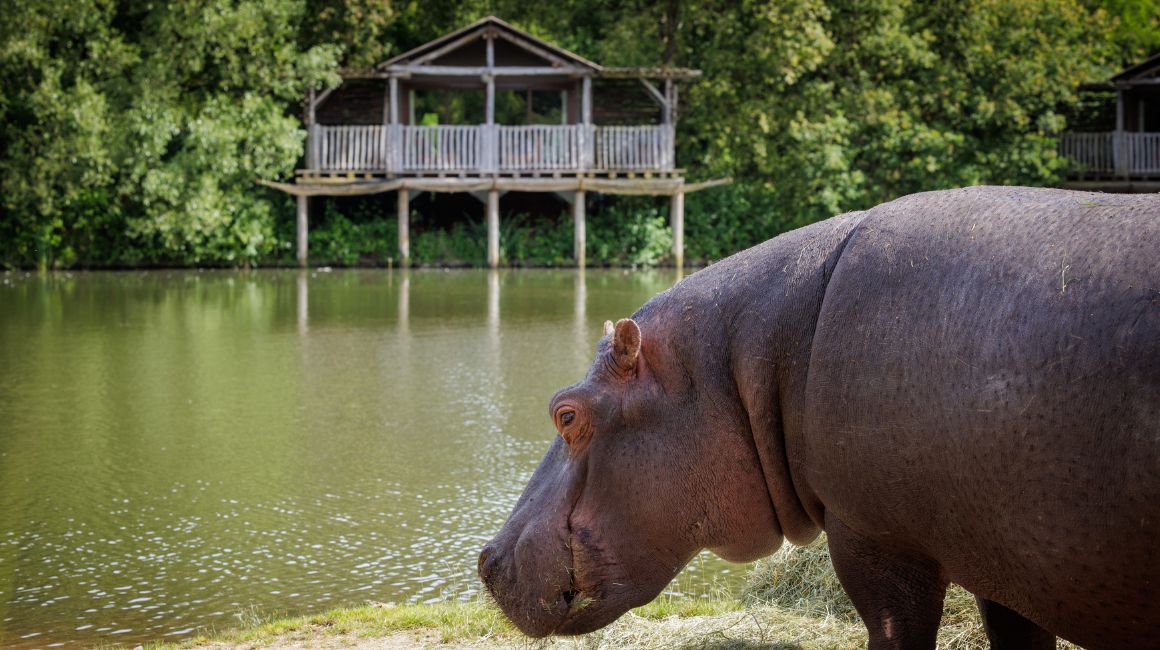 Hippopotamus Lodges overlooking the large lake